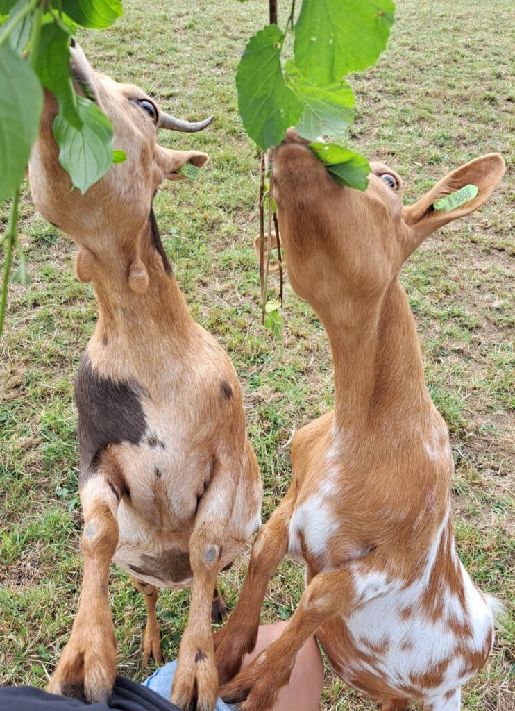 Chèvres miniatures qui mangent du feuillage