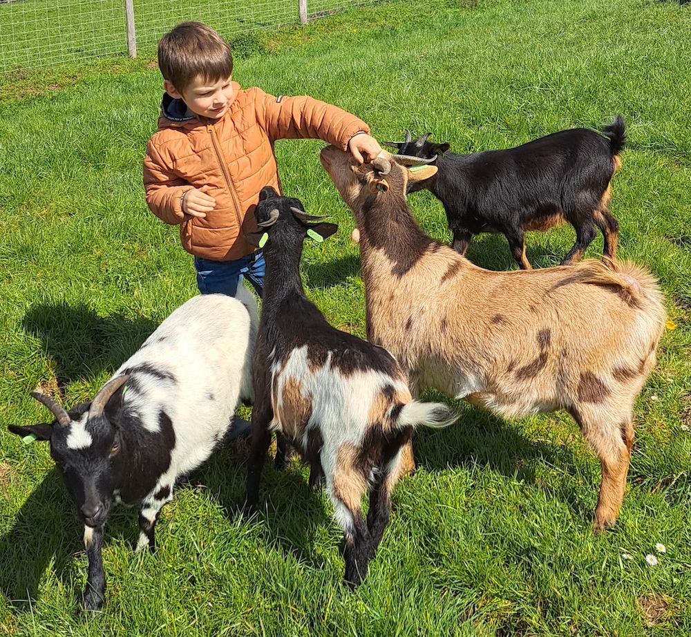 mon fils dans le petit troupeau de chèvres miniatures