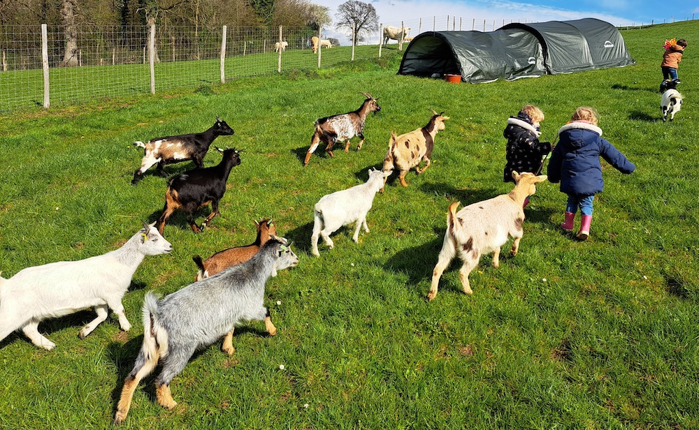 Troupeau de chèvres miniatures dans la campagne