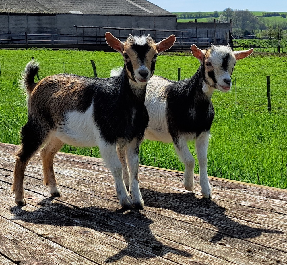 deux chèvres toy mantelé antérieur rouan